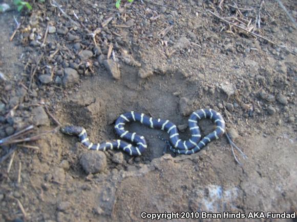 California Kingsnake (Lampropeltis getula californiae)