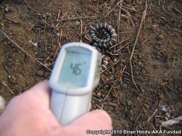 California Kingsnake (Lampropeltis getula californiae)