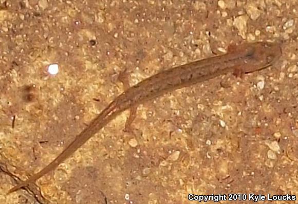 Northern Two-lined Salamander (Eurycea bislineata)