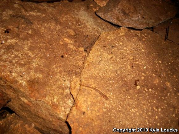 Northern Two-lined Salamander (Eurycea bislineata)