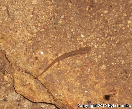 Northern Two-lined Salamander (Eurycea bislineata)