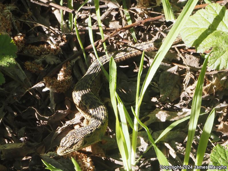 San Francisco Alligator Lizard (Elgaria coerulea coerulea)