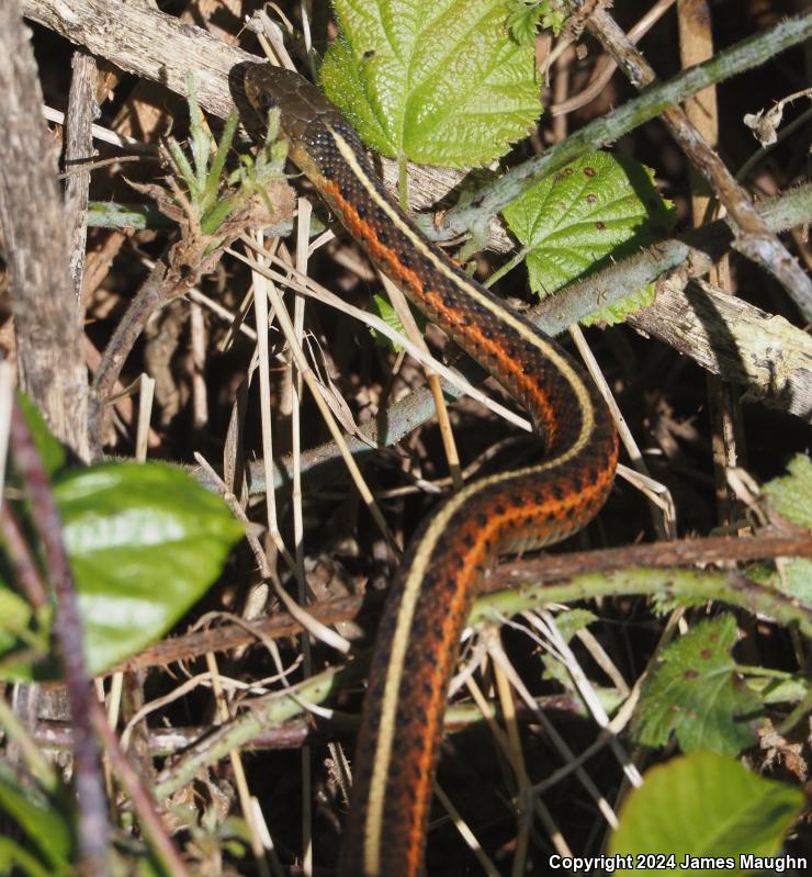 Coast Gartersnake (Thamnophis elegans terrestris)