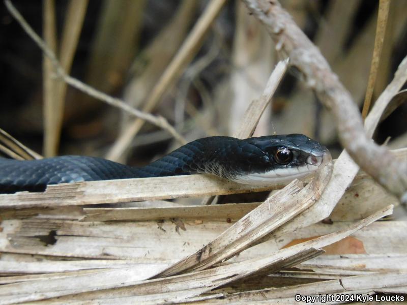 Southern Black Racer (Coluber constrictor priapus)