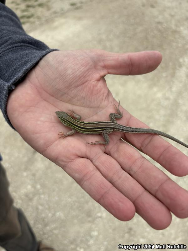 Prairie Racerunner (Aspidoscelis sexlineata viridis)