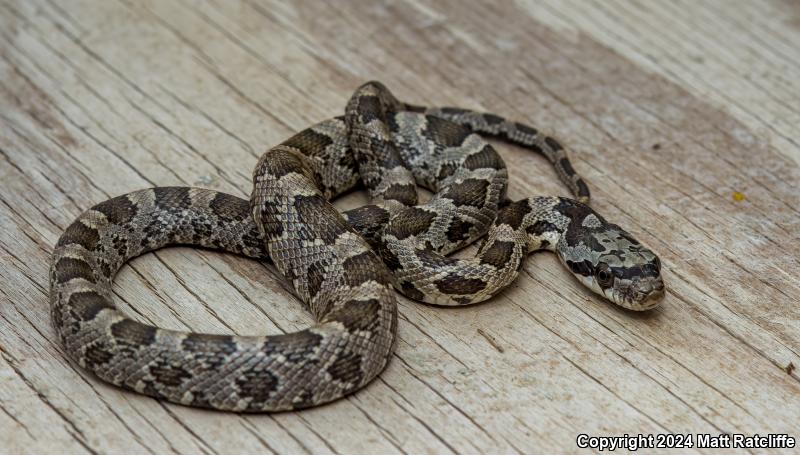 Texas Ratsnake (Pantherophis obsoletus lindheimeri)