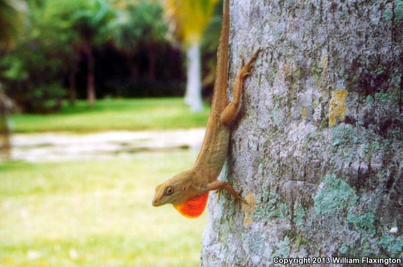 Brown Anole (Anolis sagrei)