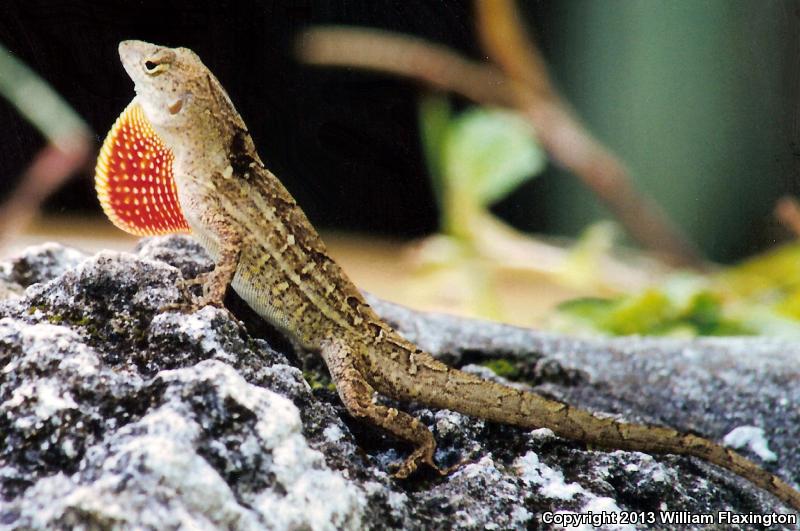 Brown Anole (Anolis sagrei)