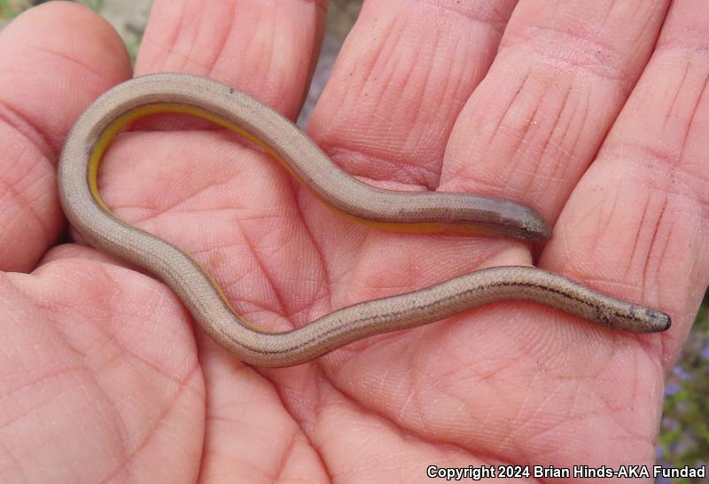 California Legless Lizard (Anniella pulchra)