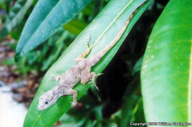 Bark Anole (Anolis distichus)