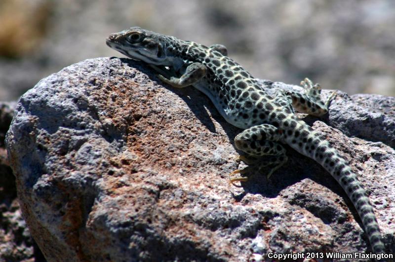 Longnose Leopard Lizard (Gambelia wislizenii)