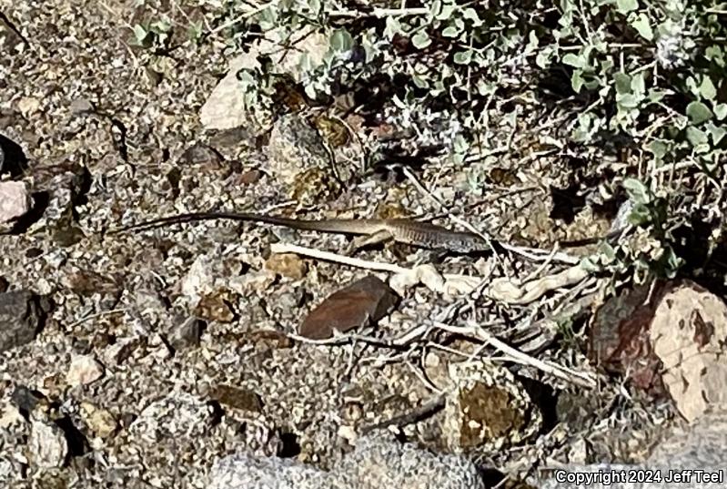 Great Basin Whiptail (Aspidoscelis tigris tigris)