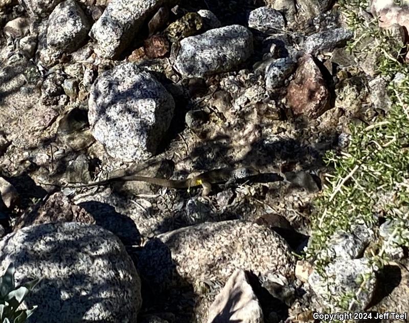 Great Basin Whiptail (Aspidoscelis tigris tigris)