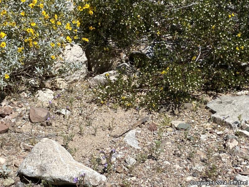 Great Basin Whiptail (Aspidoscelis tigris tigris)