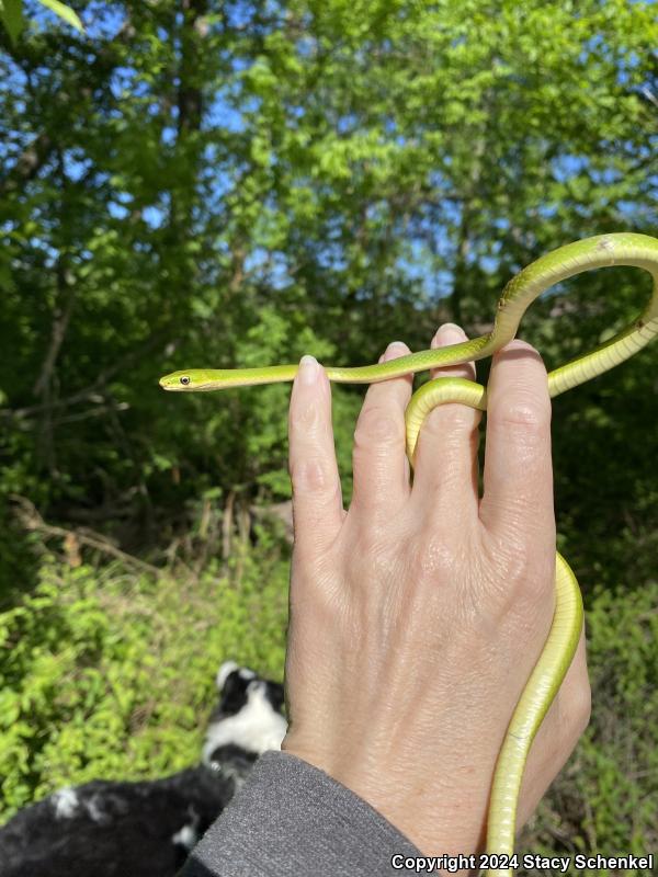 Rough Greensnake (Opheodrys aestivus)