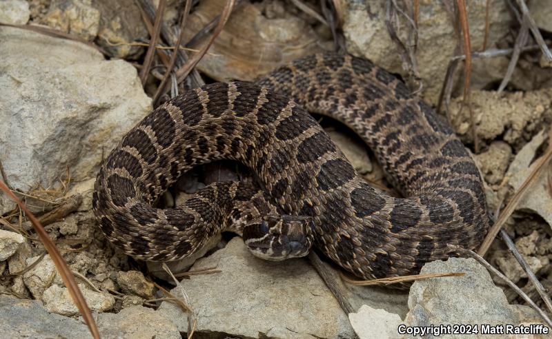 Western Massasauga (Sistrurus catenatus tergeminus)