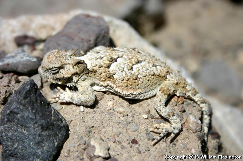 Southern Desert Horned Lizard (Phrynosoma platyrhinos calidiarum)