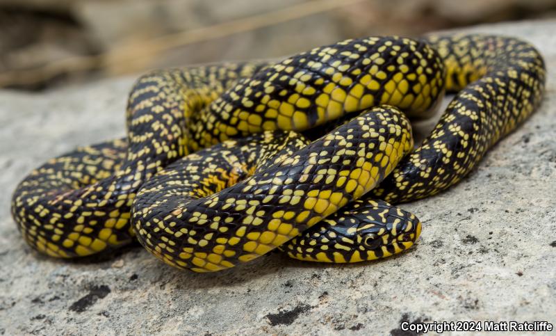 Speckled Kingsnake (Lampropeltis getula holbrooki)