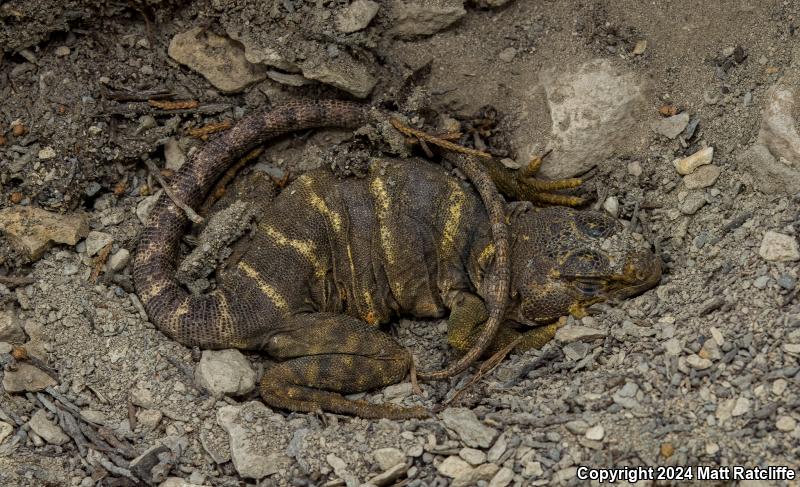 Eastern Collared Lizard (Crotaphytus collaris)