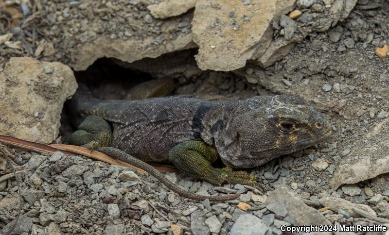 Eastern Collared Lizard (Crotaphytus collaris)