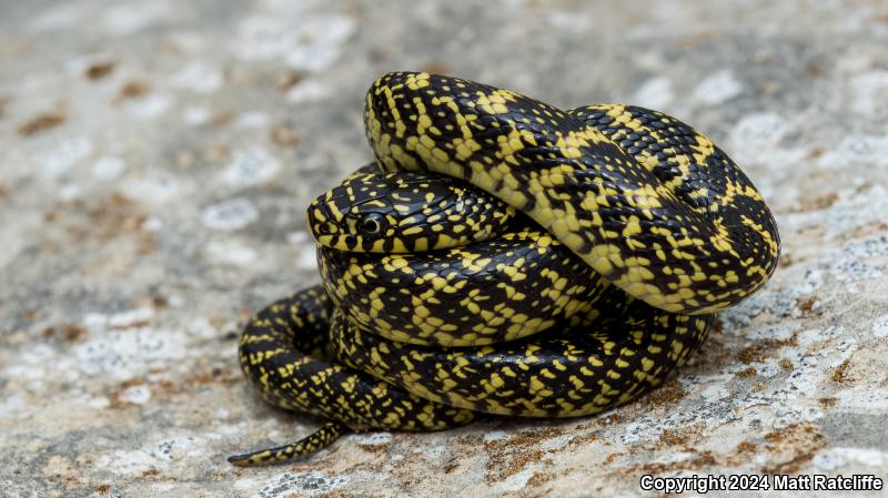 Speckled Kingsnake (Lampropeltis getula holbrooki)