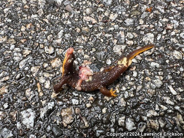 Rough-skinned Newt (Taricha granulosa)