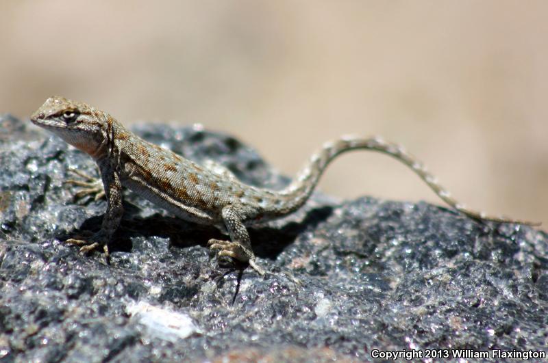 Northern Side-blotched Lizard (Uta stansburiana stansburiana)