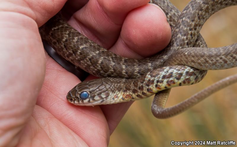 Eastern Yellow-bellied Racer (Coluber constrictor flaviventris)