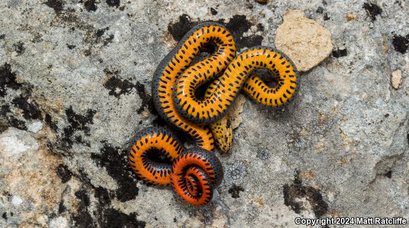 Prairie Ring-necked Snake (Diadophis punctatus arnyi)