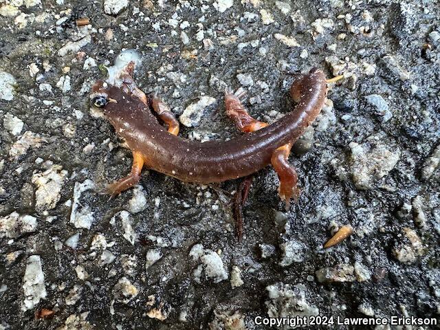 Yellow-eyed Ensatina (Ensatina eschscholtzii xanthoptica)