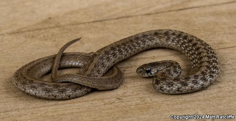 Texas Brownsnake (Storeria dekayi texana)