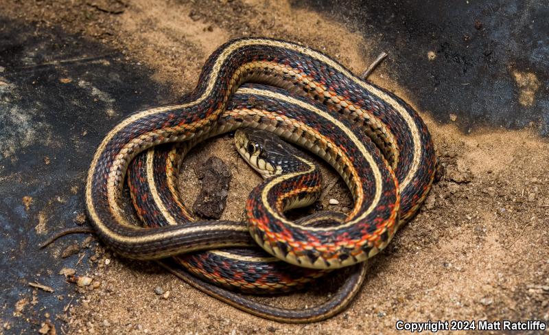 Red-sided Gartersnake (Thamnophis sirtalis parietalis)