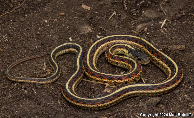 Red-sided Gartersnake (Thamnophis sirtalis parietalis)