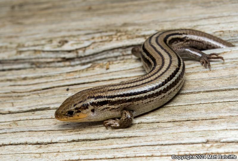 Northern Prairie Skink (Plestiodon septentrionalis septentrionalis)