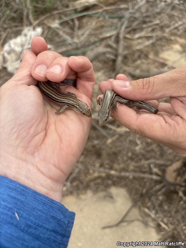 Northern Prairie Skink (Plestiodon septentrionalis septentrionalis)