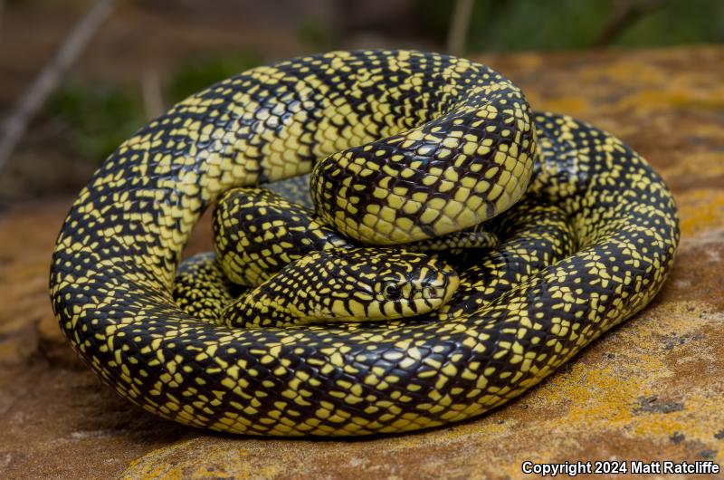 Speckled Kingsnake (Lampropeltis getula holbrooki)