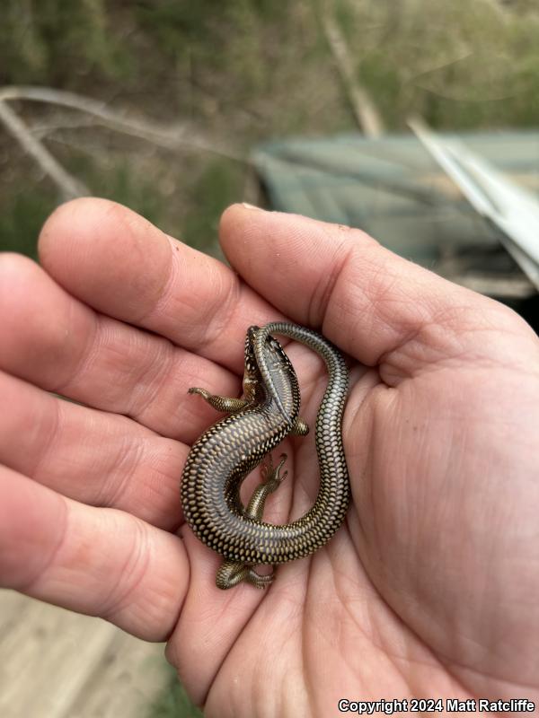 Great Plains Skink (Plestiodon obsoletus)