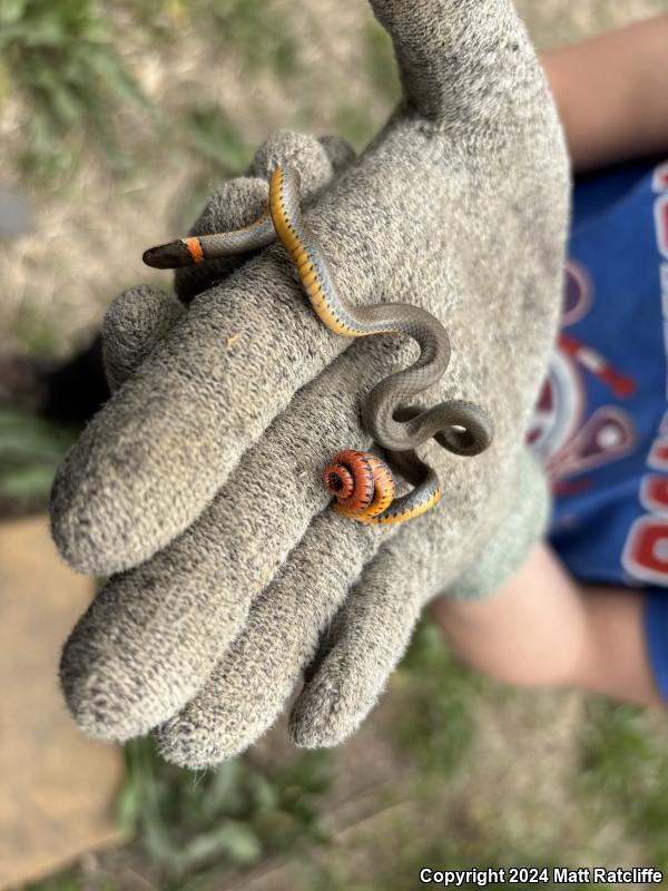 Prairie Ring-necked Snake (Diadophis punctatus arnyi)