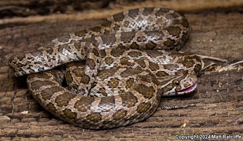 Great Plains Ratsnake (Pantherophis emoryi)