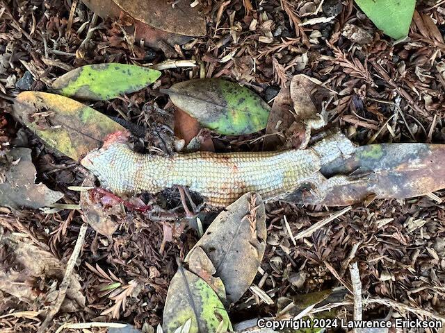 San Francisco Alligator Lizard (Elgaria coerulea coerulea)