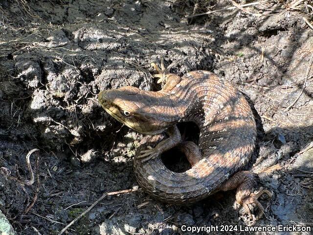 California Alligator Lizard (Elgaria multicarinata multicarinata)