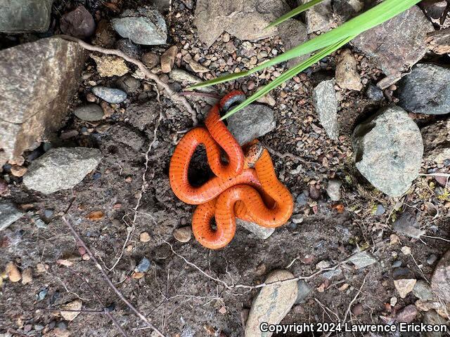 Northwestern Ring-necked Snake (Diadophis punctatus occidentalis)