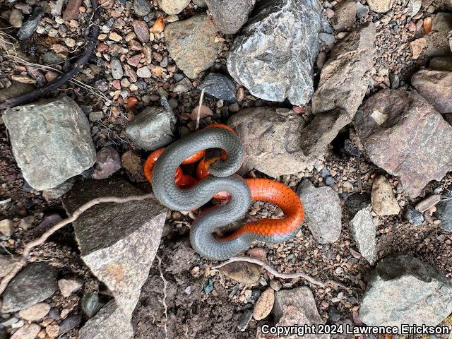 Northwestern Ring-necked Snake (Diadophis punctatus occidentalis)