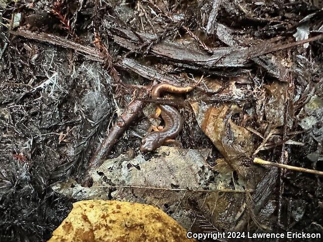 Oregon Ensatina (Ensatina eschscholtzii oregonensis)