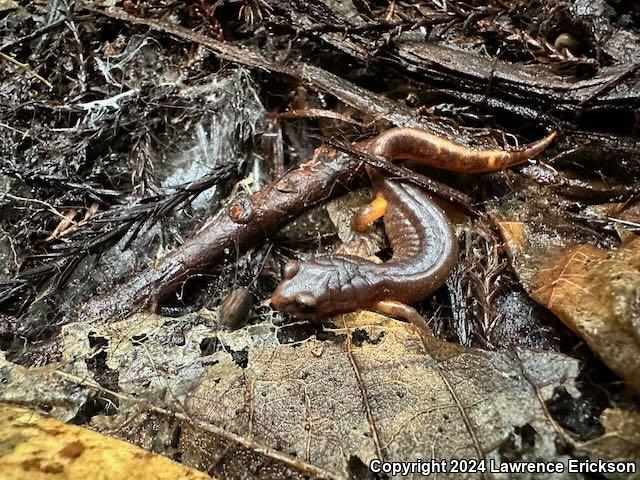 Oregon Ensatina (Ensatina eschscholtzii oregonensis)