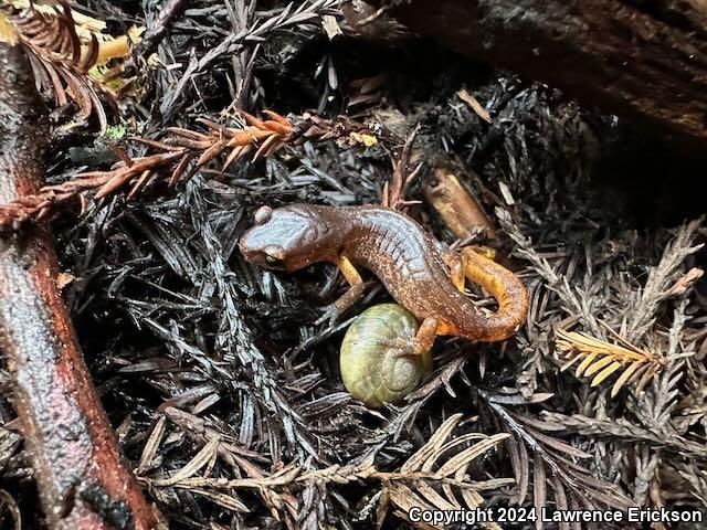 Oregon Ensatina (Ensatina eschscholtzii oregonensis)