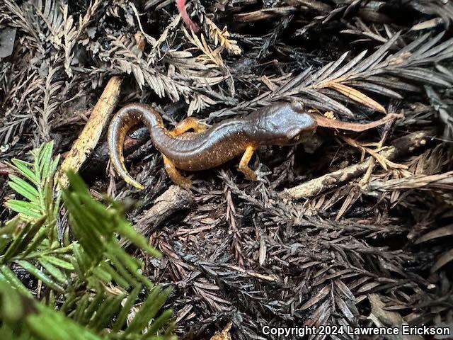 Oregon Ensatina (Ensatina eschscholtzii oregonensis)