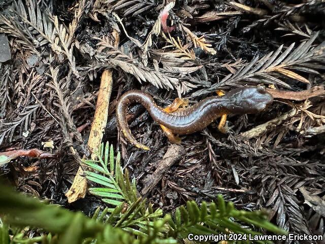 Oregon Ensatina (Ensatina eschscholtzii oregonensis)