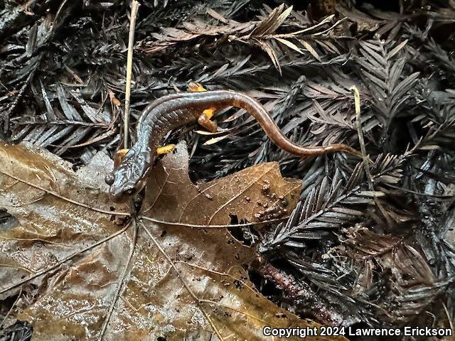 Oregon Ensatina (Ensatina eschscholtzii oregonensis)