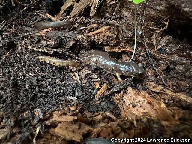 Oregon Ensatina (Ensatina eschscholtzii oregonensis)